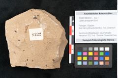 Foto (Objekt + Etikett) von Callitris brongniartii Endl. (NHMW-GEO-2024-0188-8222)